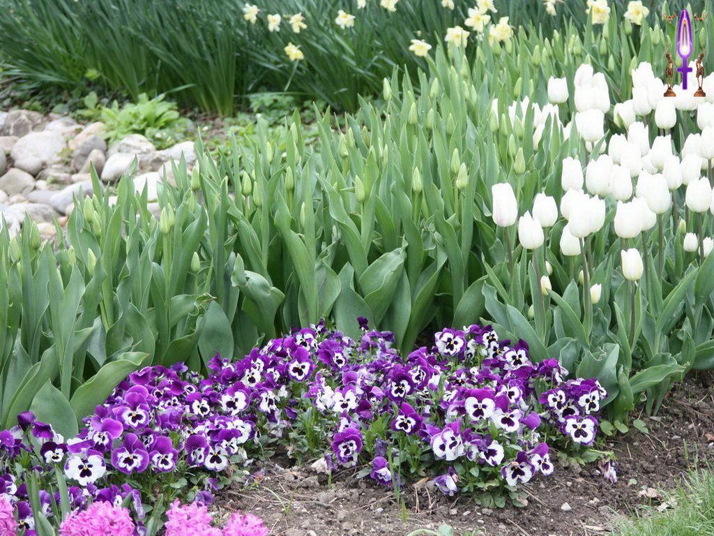 Cliquez sur la Photo pour quitter le Diaporama et Ouvrir la Photo correspondante...