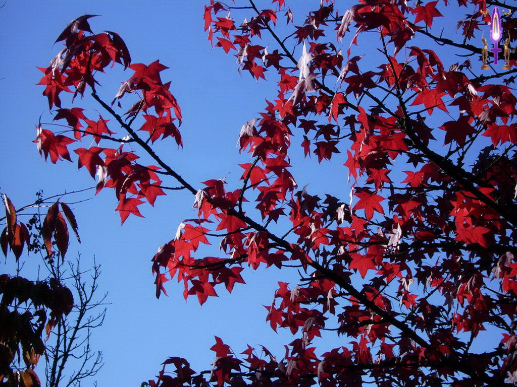 Croix de Lumière, Photo de la Série A No 010 