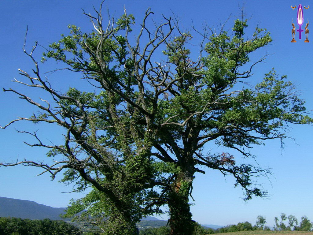 Cliquez sur la Photo pour quitter le Diaporama et Ouvrir la Photo correspondante...