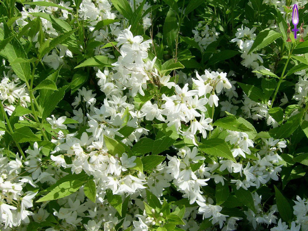 Cliquez sur la Photo pour quitter le Diaporama et Ouvrir la Photo correspondante...