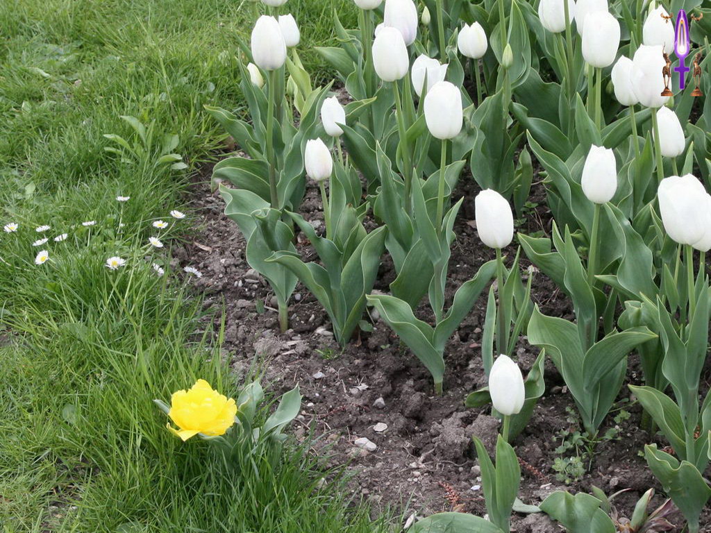 Croix de Lumière, Photo de la Série A No 18 