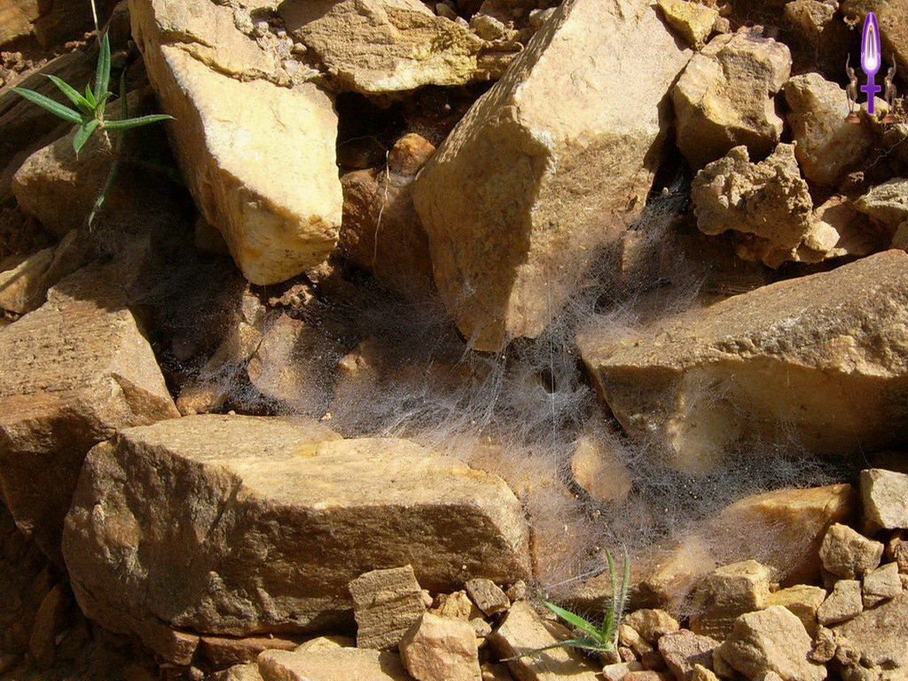 Croix de Lumière, Photo de la Série A No 20 