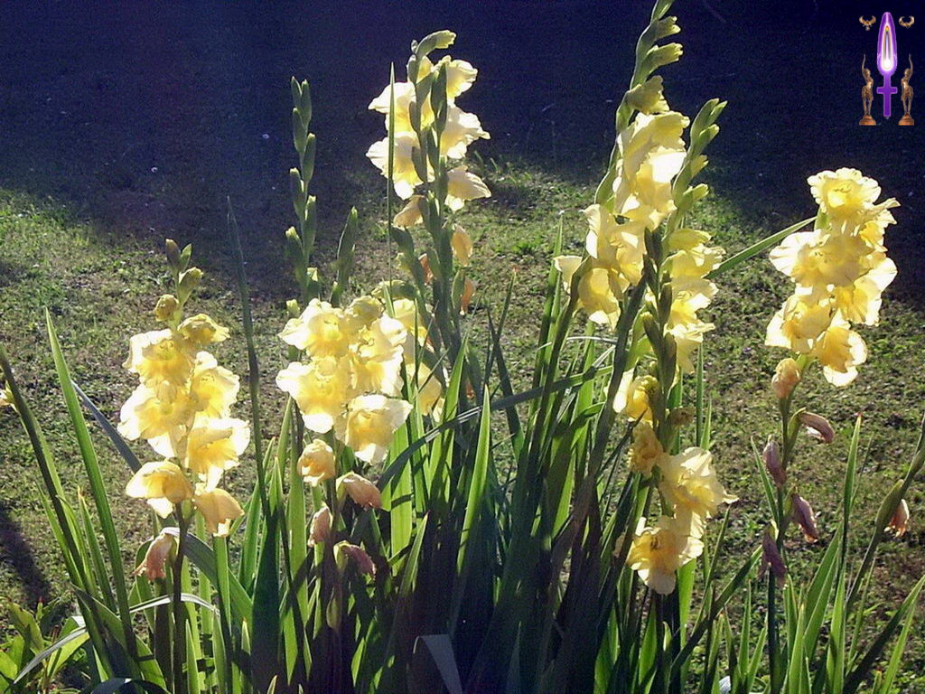 Croix de Lumière, Photo de la Série A No 25 
