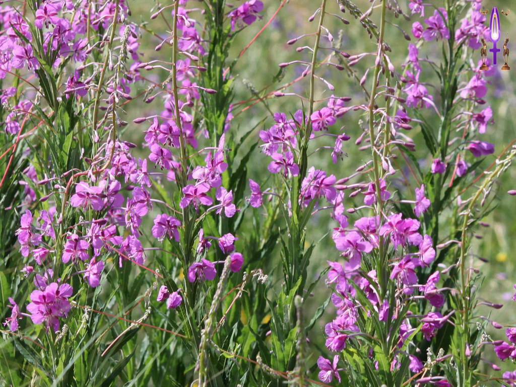 Croix de Lumière, Photo de la Série A No 28 