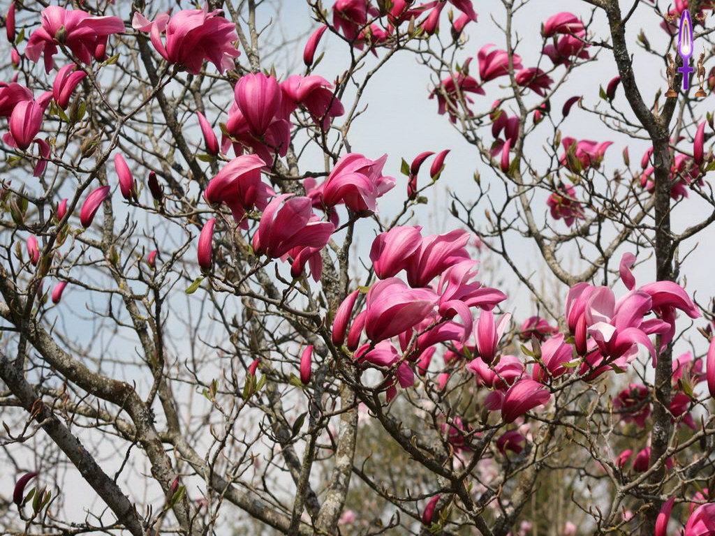 Croix de Lumière, Photo de la Série A No 34 
