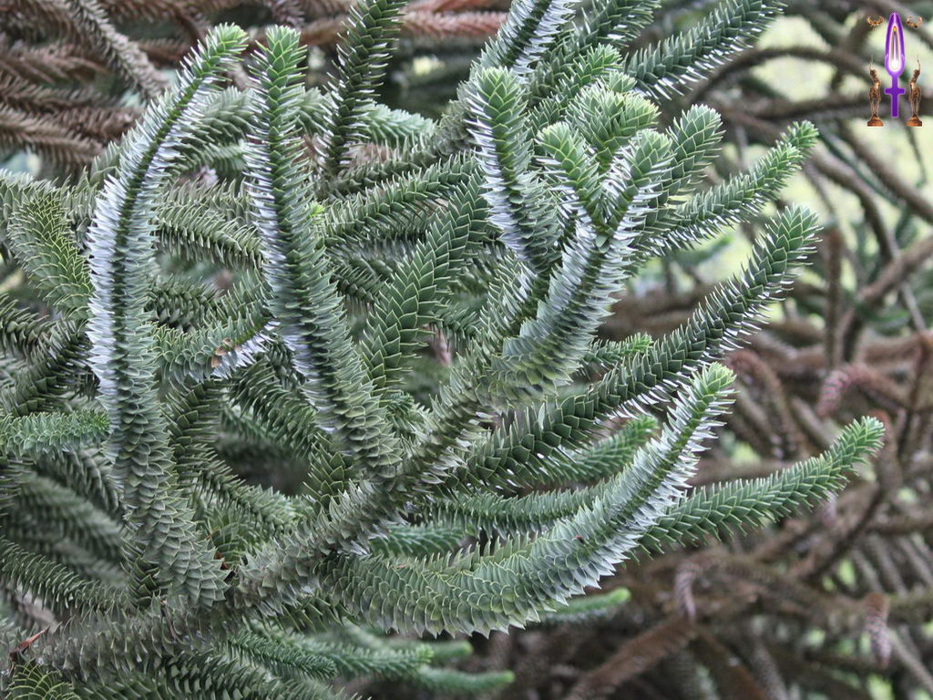 Croix de Lumière, Photo de la Série A No 36 