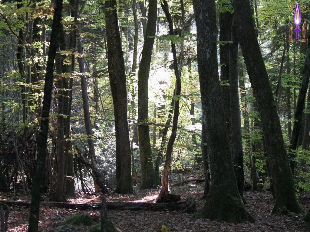 Croix de Lumière, Photo de la Série A No 39 