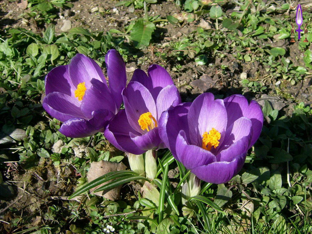 Croix de Lumière, Photo de la Série A No 44 