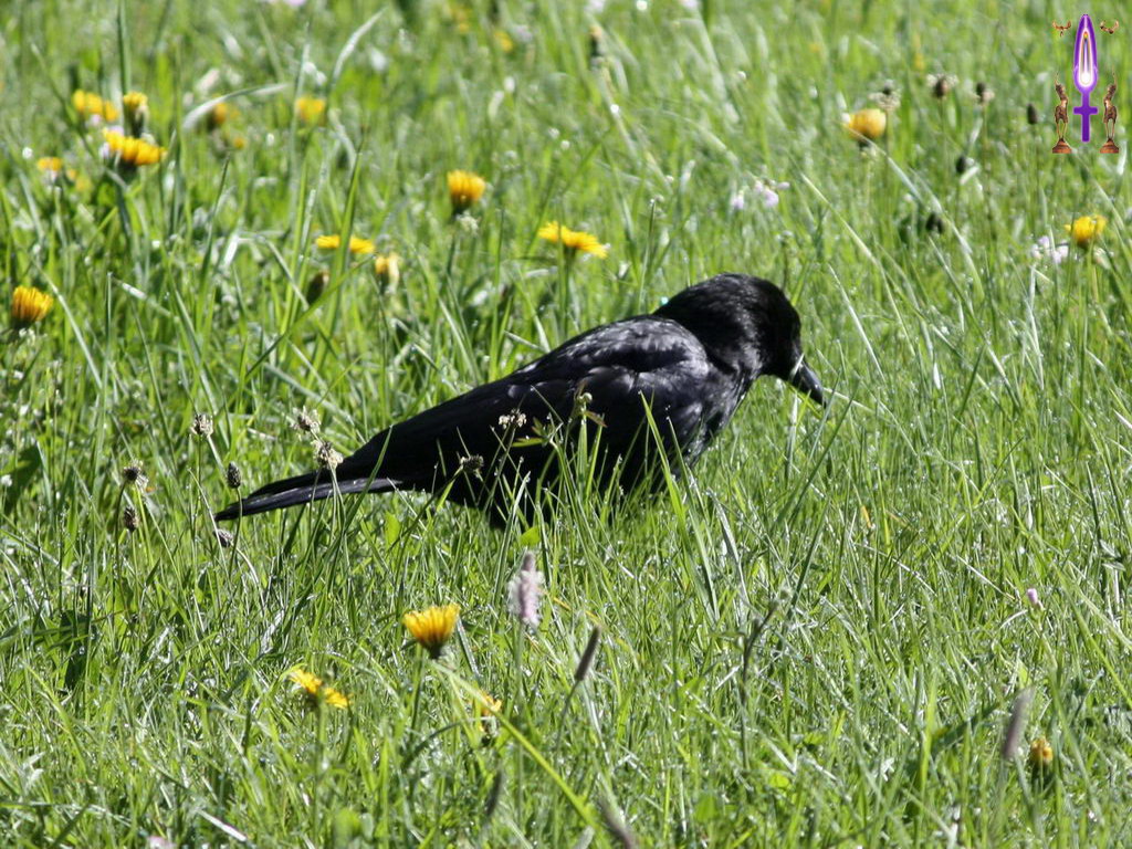 Cliquez sur la Photo pour quitter le Diaporama et Ouvrir la Photo correspondante...