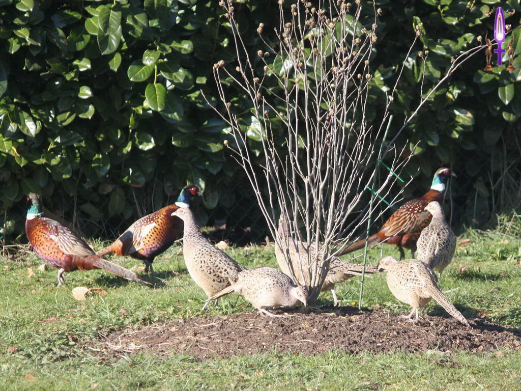 Croix de Lumière, Photo de la Série A No 51 