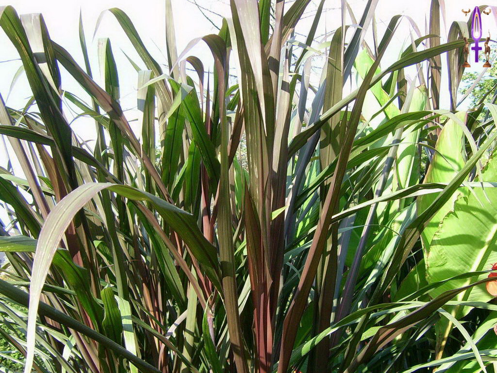 Croix de Lumière, Photo de la Série A No 53 