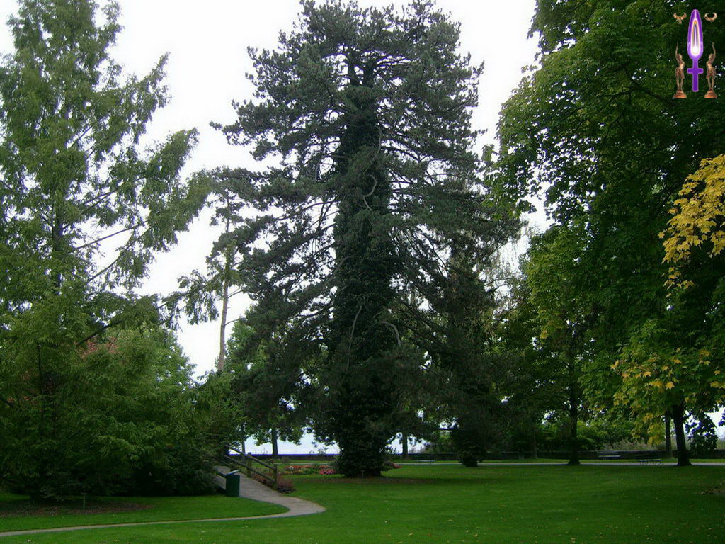 Croix de Lumière, Photo de la Série A No 54 