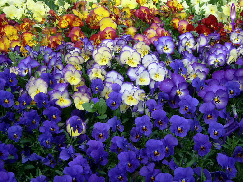 Cliquez sur la Photo pour quitter le Diaporama et Ouvrir la Photo correspondante...