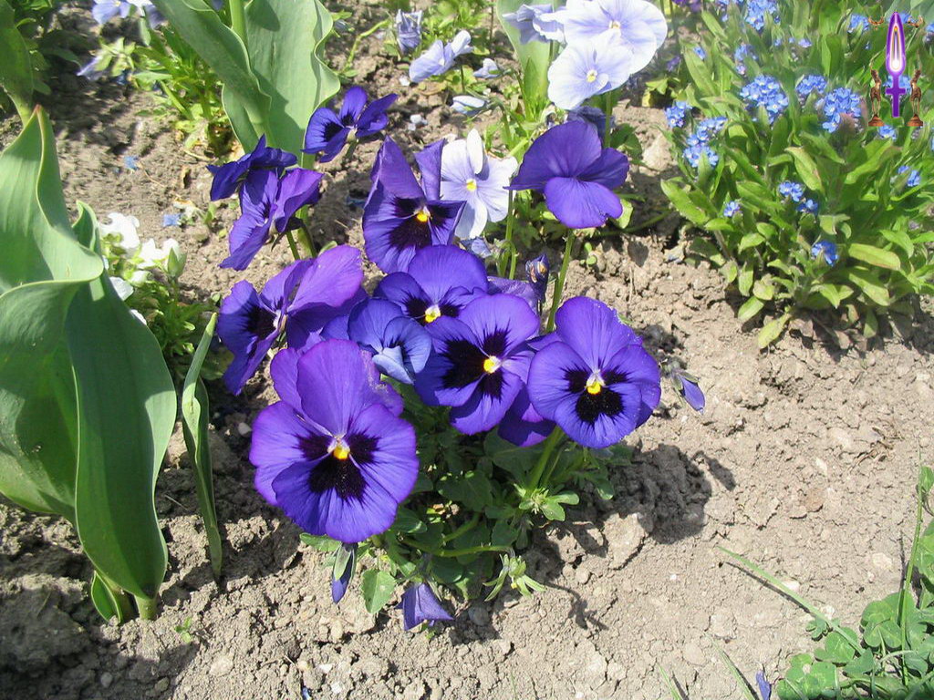 Croix de Lumière, Photo de la Série A No 010 