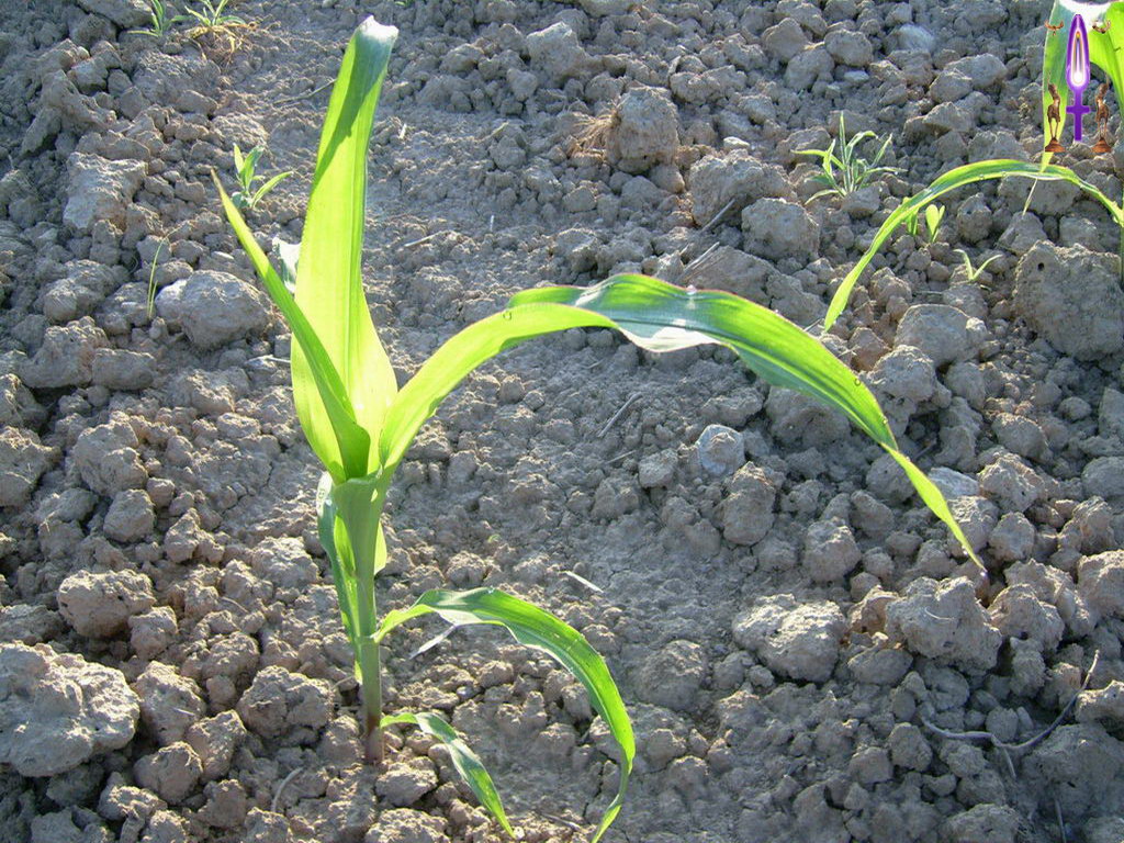 Croix de Lumière, Photo de la Série A No 63 