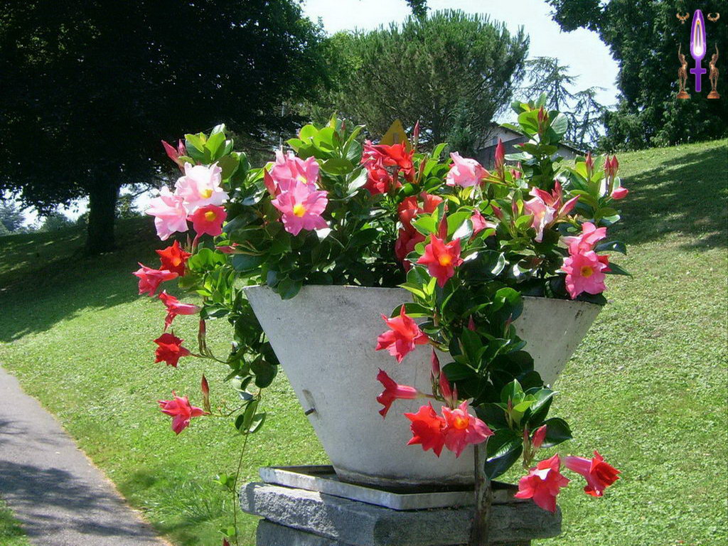 Croix de Lumière, Photo de la Série A No 64 