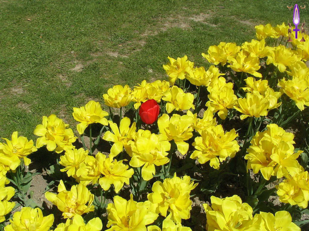 Cliquez sur la Photo pour quitter le Diaporama et Ouvrir la Photo correspondante...