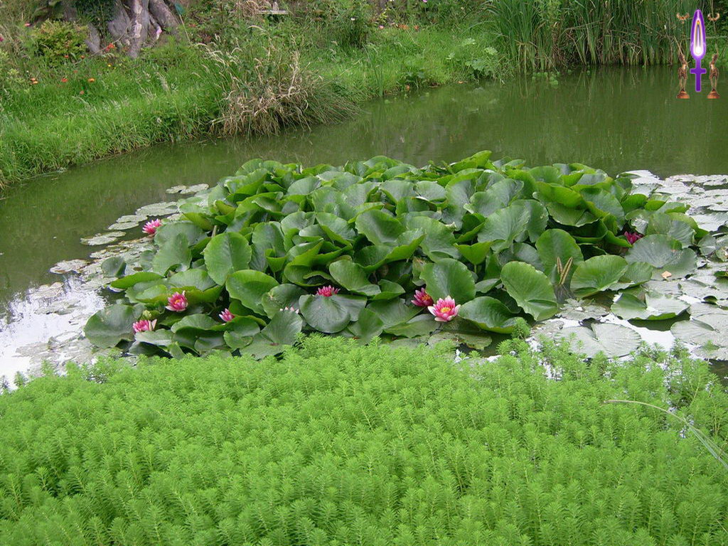 Croix de Lumière, Photo de la Série A No 73 