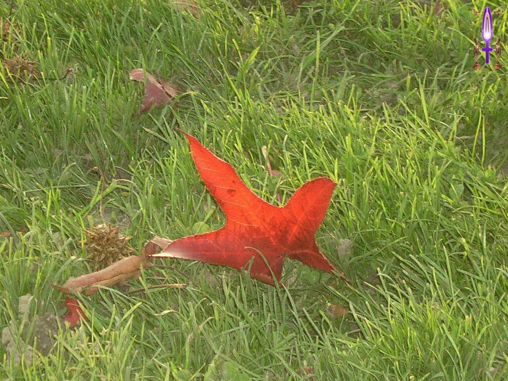 Croix de Lumière, Photo de la Série A No 75 