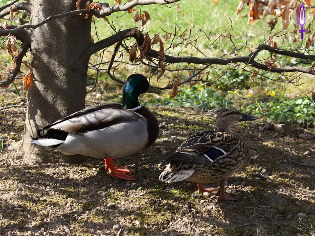 Cliquez sur la Photo pour quitter le Diaporama et Ouvrir la Photo correspondante...
