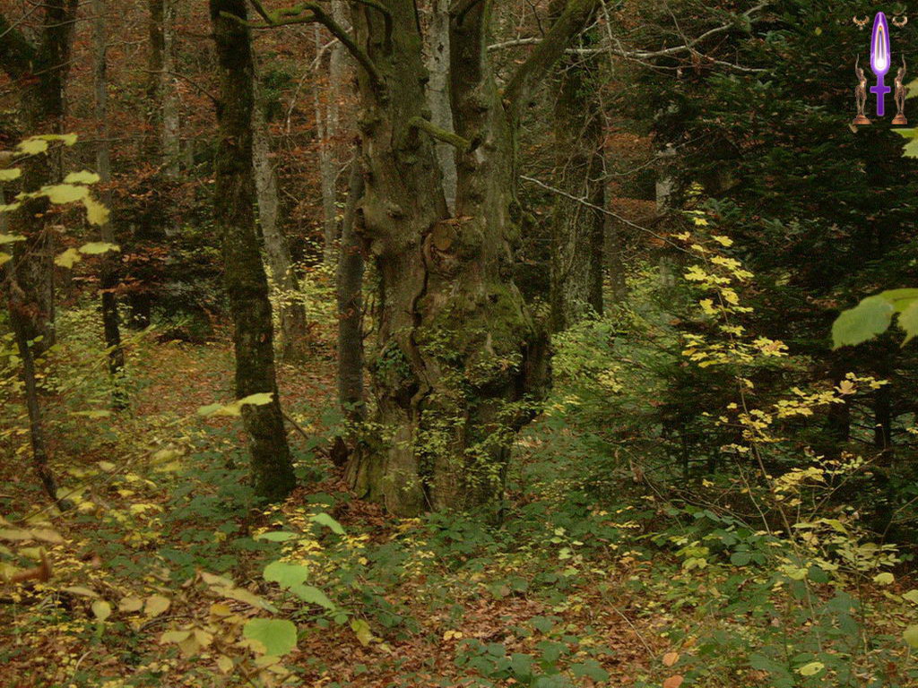 Croix de Lumière, Photo de la Série A No 86 