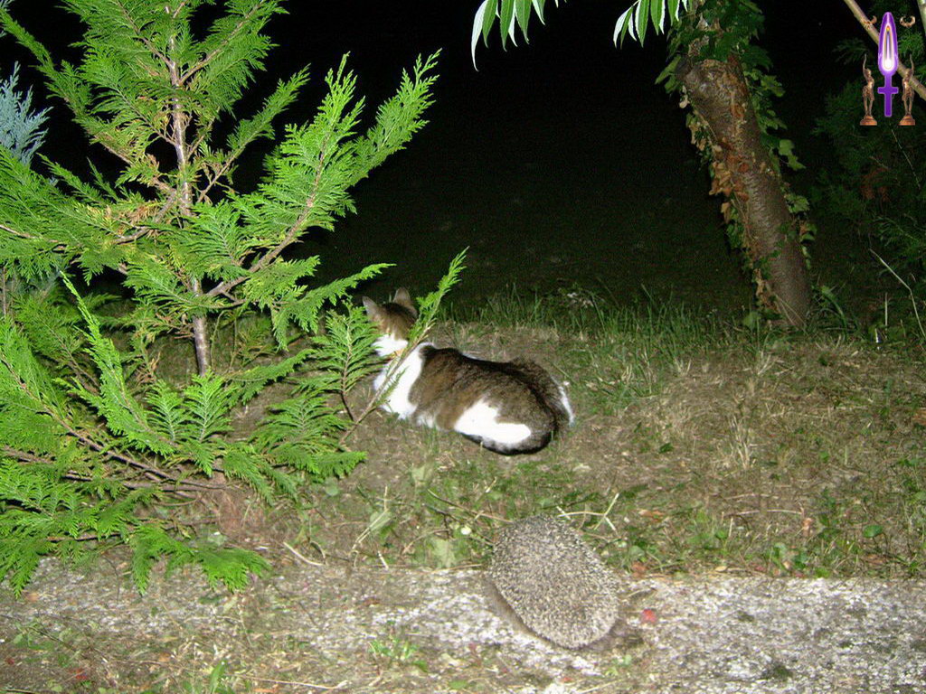 Croix de Lumière, Photo de la Série A No 89 