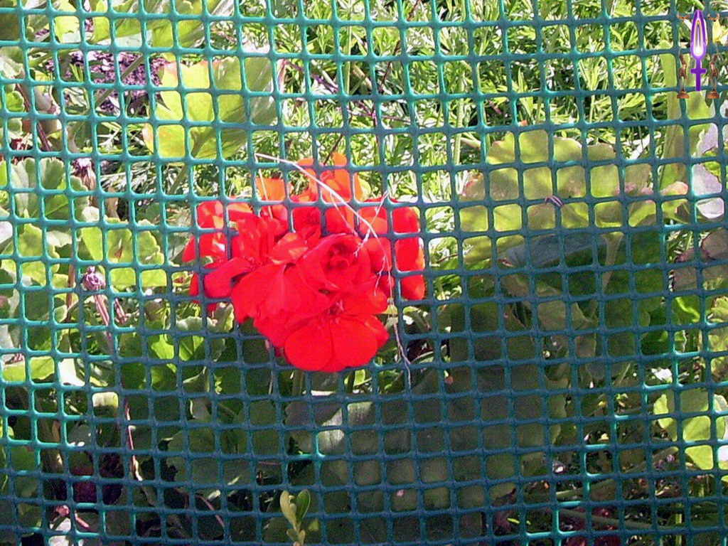 Cliquez sur la Photo pour quitter le Diaporama et Ouvrir la Photo correspondante...