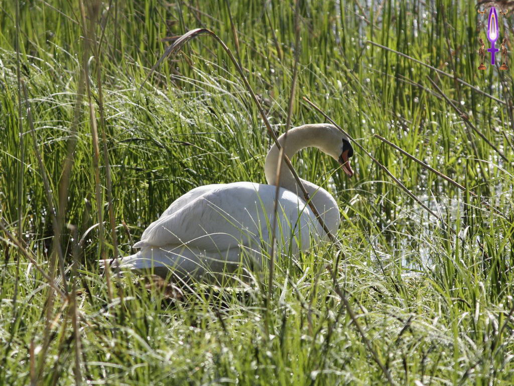 Croix de Lumière, Photo de la Série A No 95 