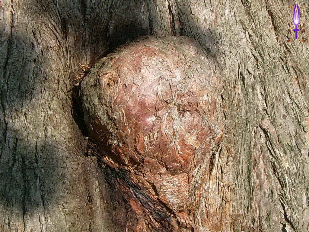 Croix de Lumière, Photo de la Série A No 96 