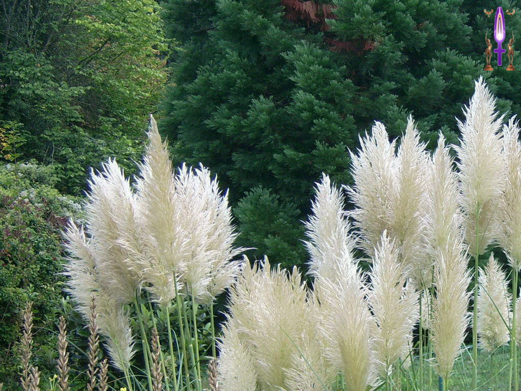 Croix de Lumière, Photo de la Série A No 101 