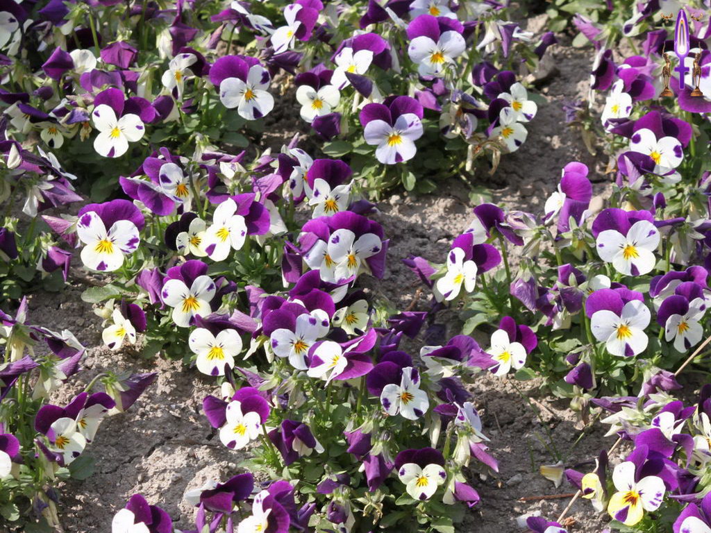 Cliquez sur la Photo pour quitter le Diaporama et Ouvrir la Photo correspondante...