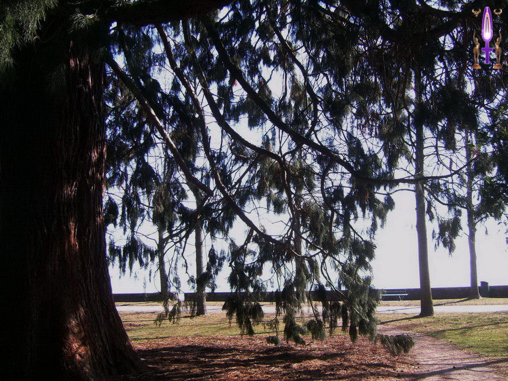 Croix de Lumière, Photo de la Série A No 107 