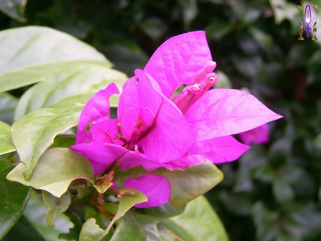 Croix de Lumière, Album d'Abadiana Photo d'Isa No 1...