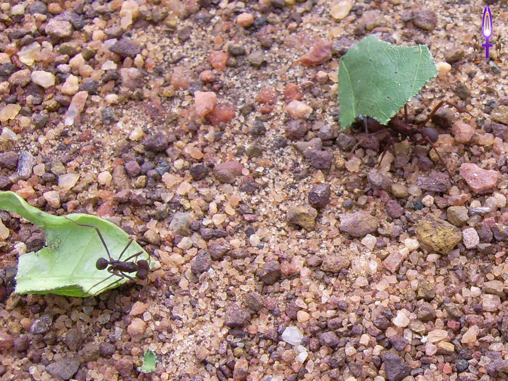 Croix de Lumière, Album d'Abadiana Photo d'Isa No 14...