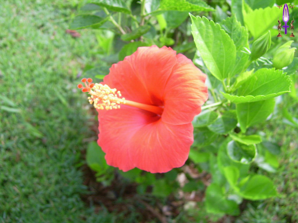 Croix de Lumière, Album d'Abadiana Photo d'Isa No 18...