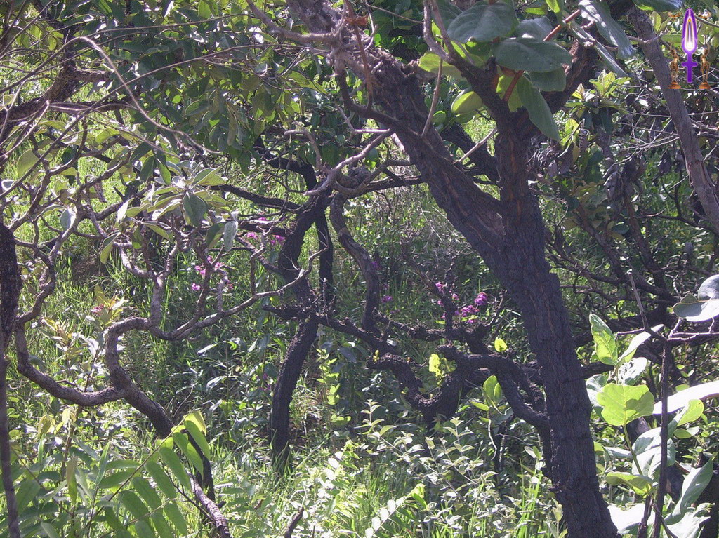 Croix de Lumière, Album d'Abadiana Photo d'Isa No 34...