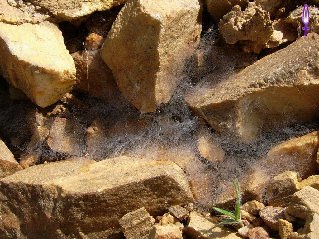 Croix de Lumière, Album d'Abadiana Photo d'Isa No 39...