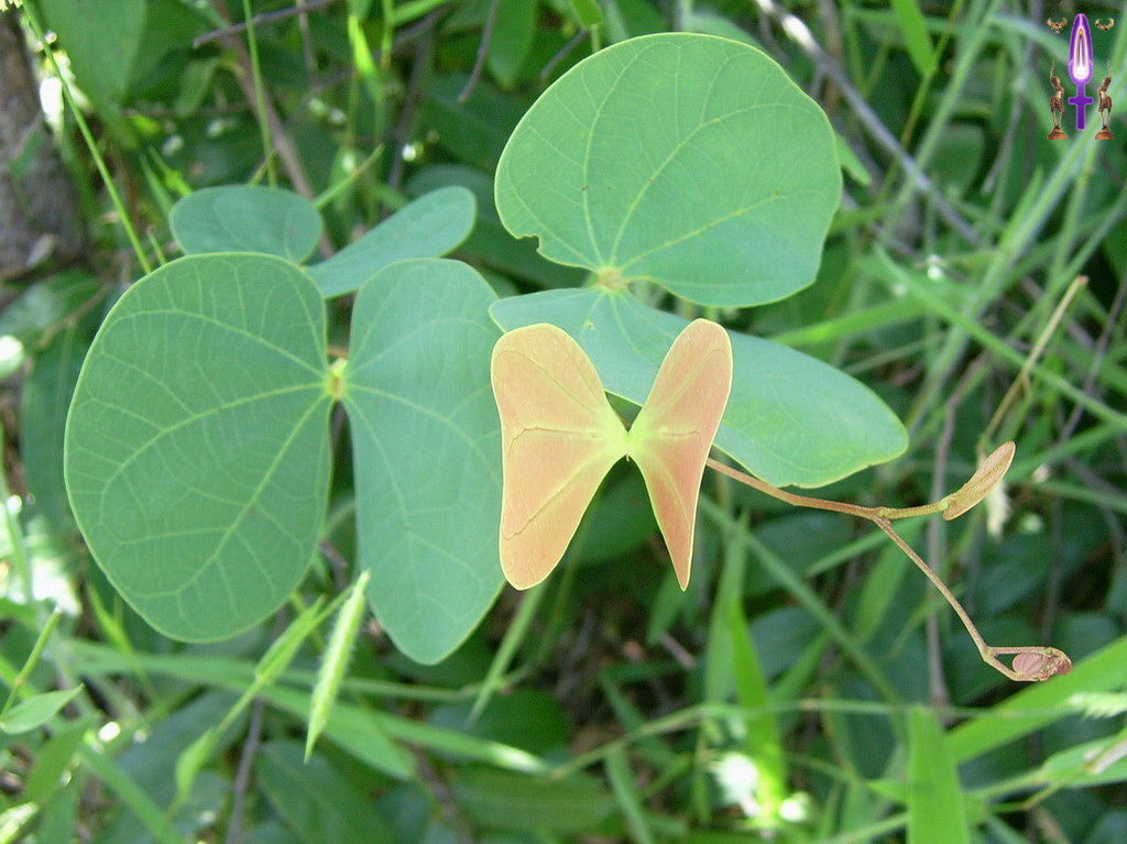 Croix de Lumière, Album d'Abadiana Photo d'Isa No 40...