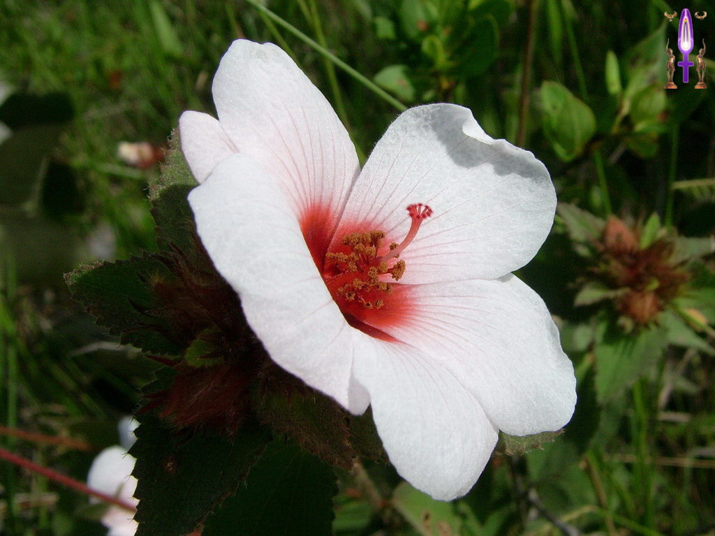 Croix de Lumière, Album d'Abadiana Photo d'Isa No 41...