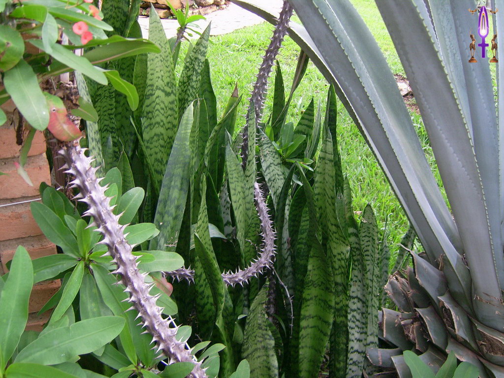 Croix de Lumière, Album d'Abadiana Photo d'Isa No 45...