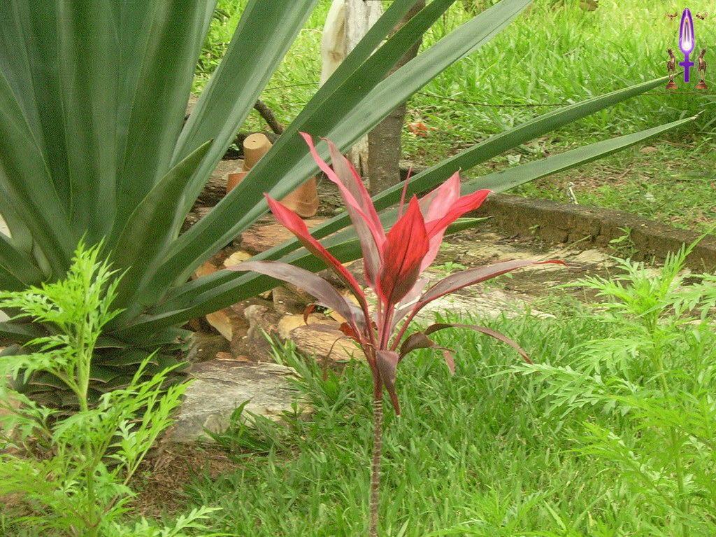 Croix de Lumière, Album d'Abadiana Photo d'Isa No 46...
