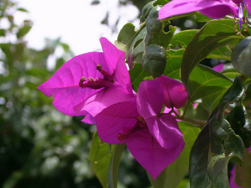 Croix de Lumière, Album d'Abadiana Photo d'Isa No 80...