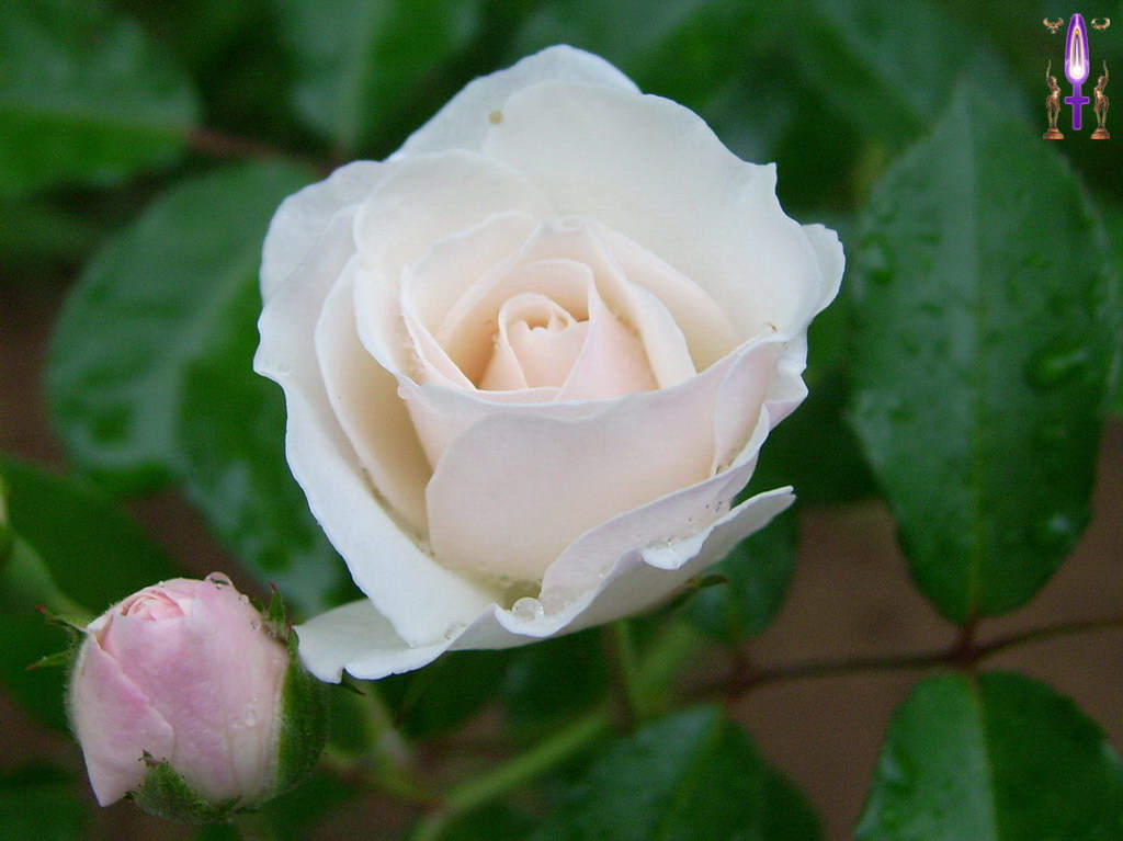 Croix de Lumière, Album d'Abadiana Photo d'Isa No 87...