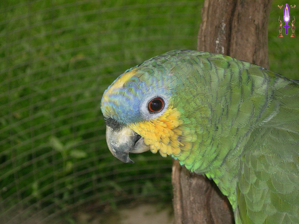 Croix de Lumière, Album d'Abadiana Photo d'Isa No 88...