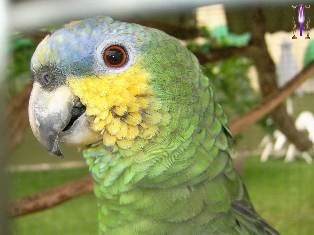 Croix de Lumière, Album d'Abadiana Photo d'Isa No 89...