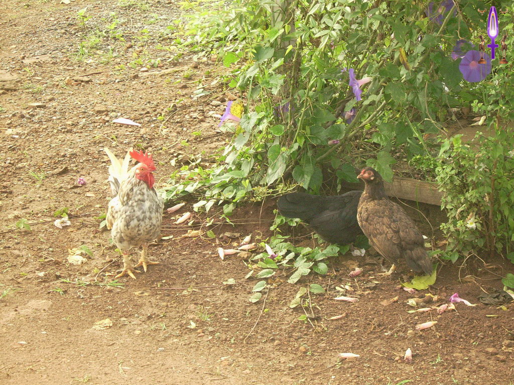 Croix de Lumière, Album d'Abadiana Photo d'Isa No 91...