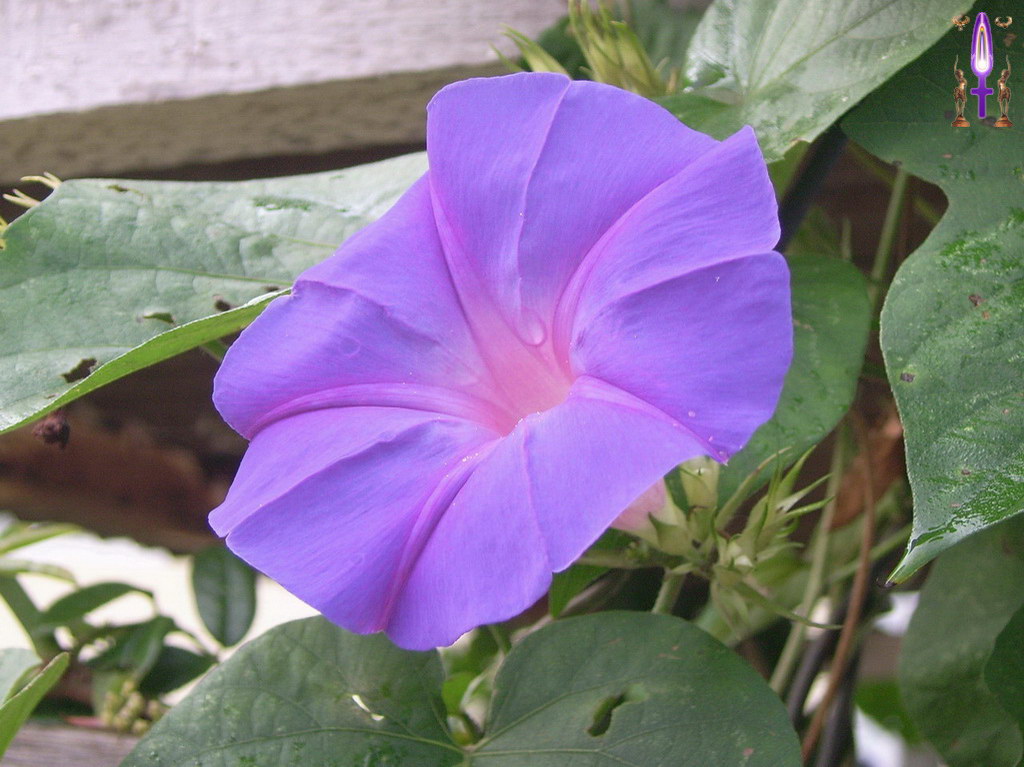 Croix de Lumière, Album d'Abadiana Photo d'Isa No 92...