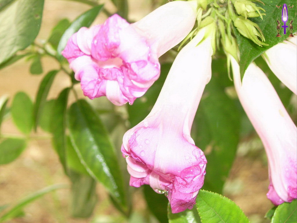 Croix de Lumière, Album d'Abadiana Photo d'Isa No 93...