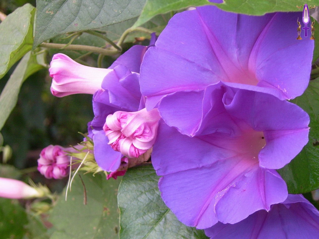 Croix de Lumière, Album d'Abadiana Photo d'Isa No 94...