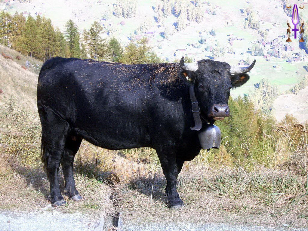 Croix de Lumière, Photo de la Série B No 2 